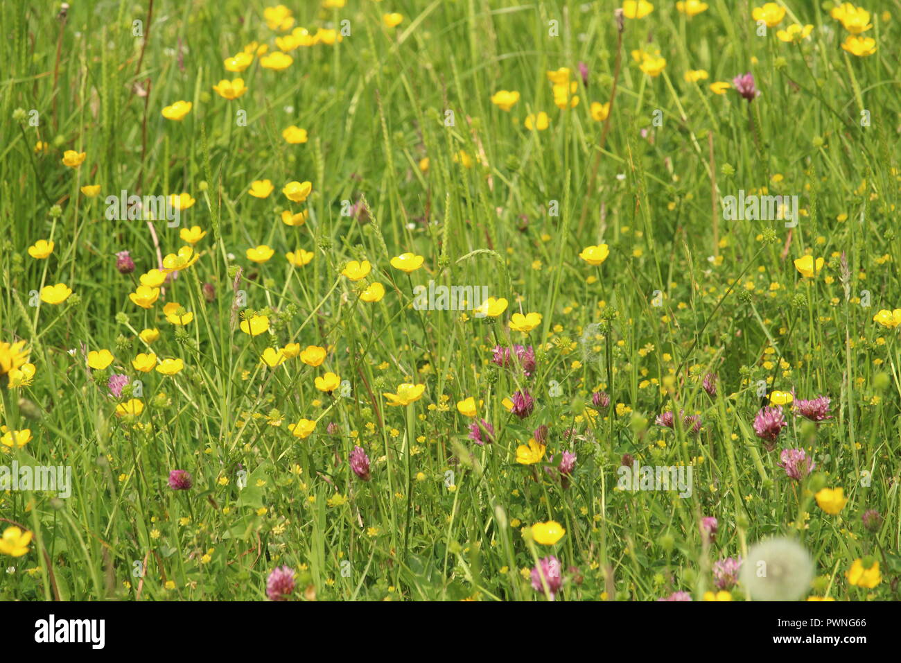 British Summer - A wildflower meadow bursting with colour during ...