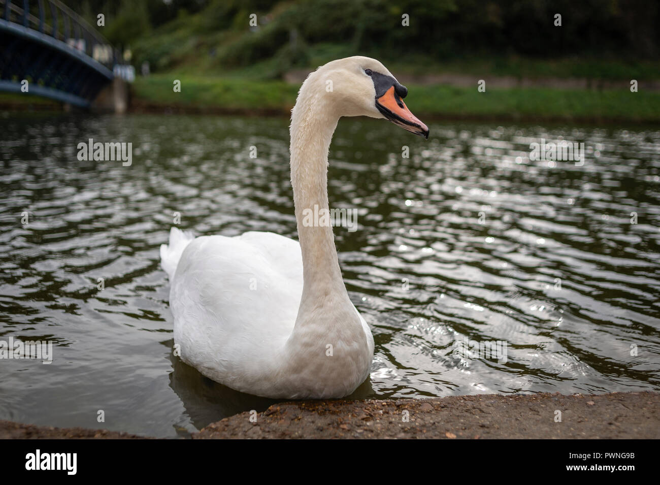 close up of a white swan on a lake Stock Photo