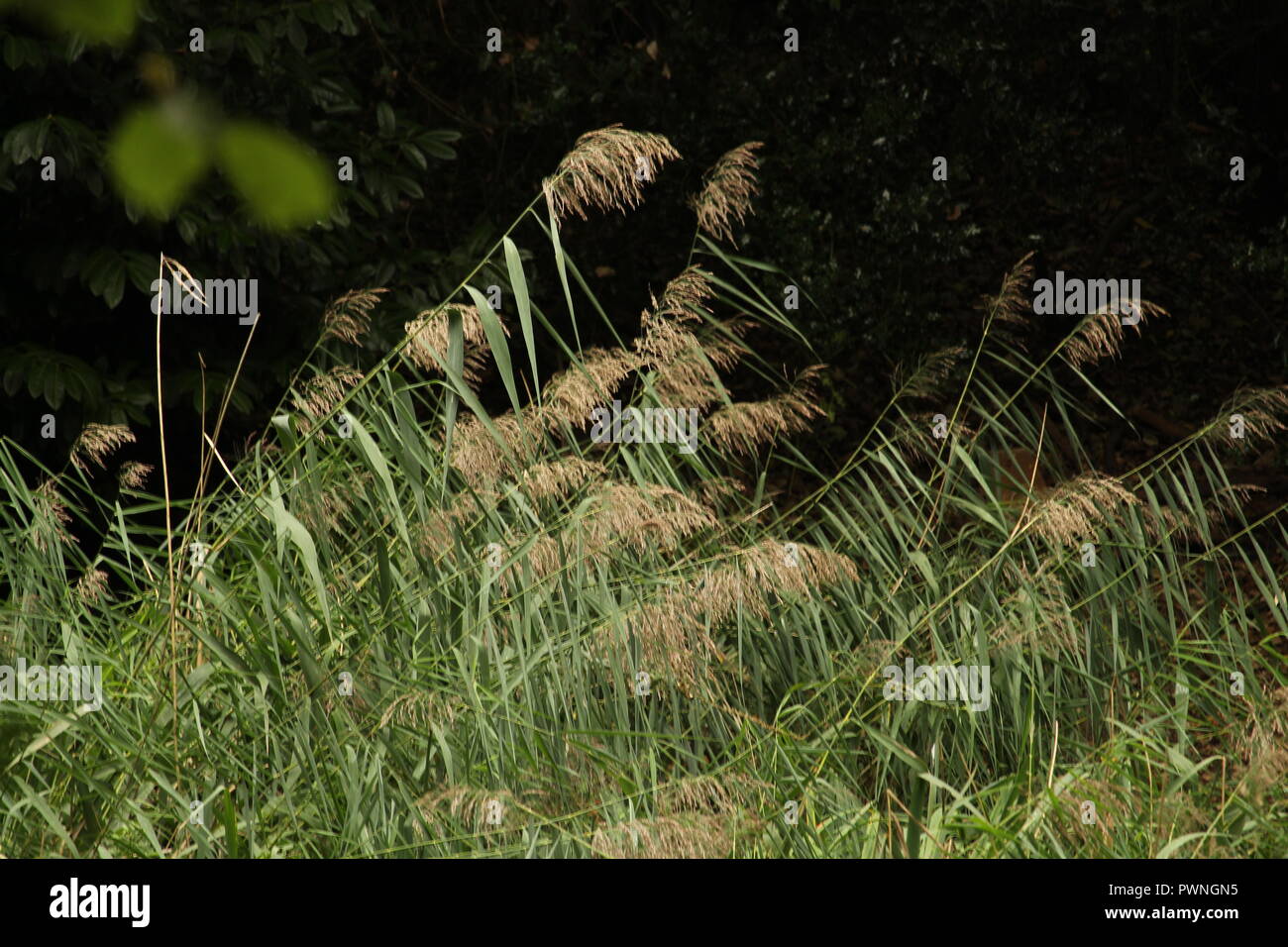 Timelessness hires stock photography and images Alamy