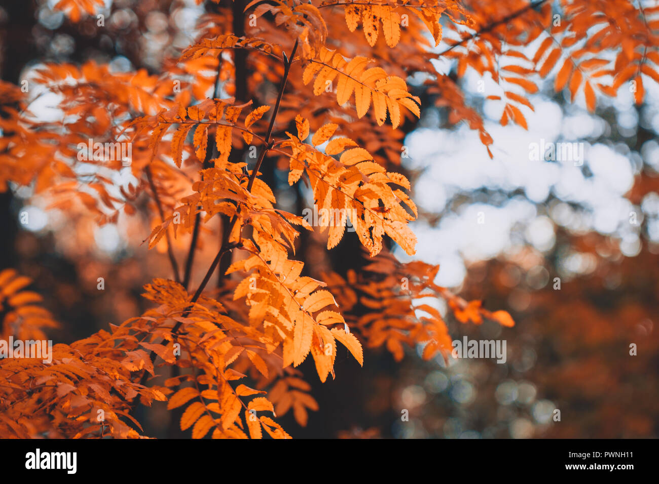 Close up of rowan branch in an autumn forest. Nature background. Stock Photo