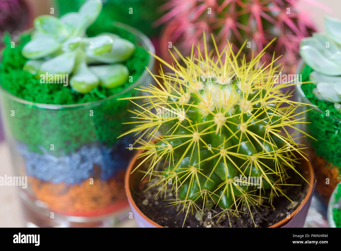 Mini Cactus With Yellow Needles Stock Photo Alamy