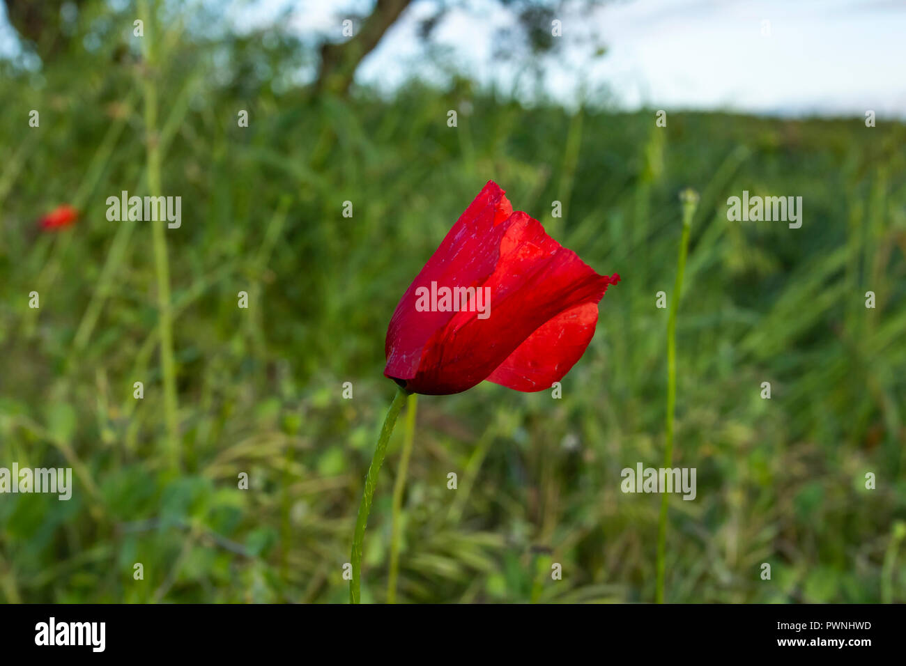 Poppy field. Wild poppy, red poppy, red weed, field weeds. Unusual