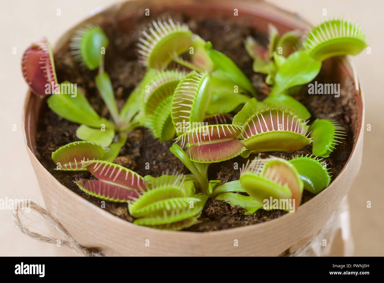 Several Venus flytraps in pot Stock Photo Alamy