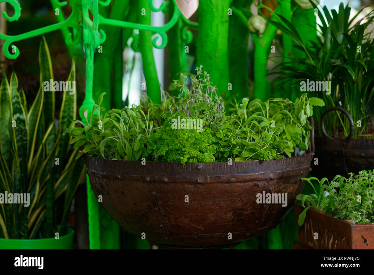 Growing herbs in metal pot Stock Photo Alamy