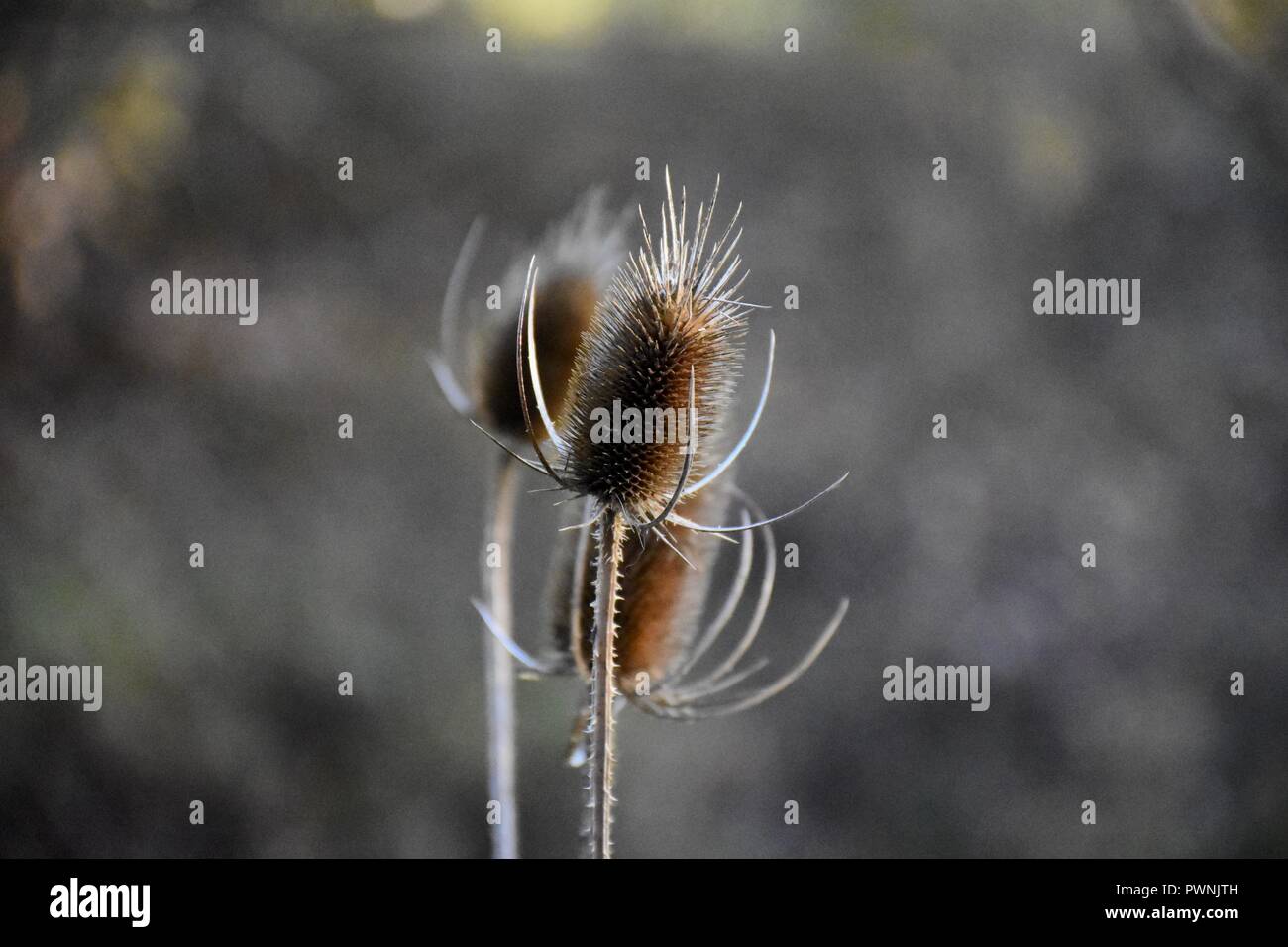 Dipsacus Fullonum - Common Teasel - Spikey Dipsacus Stock Photo