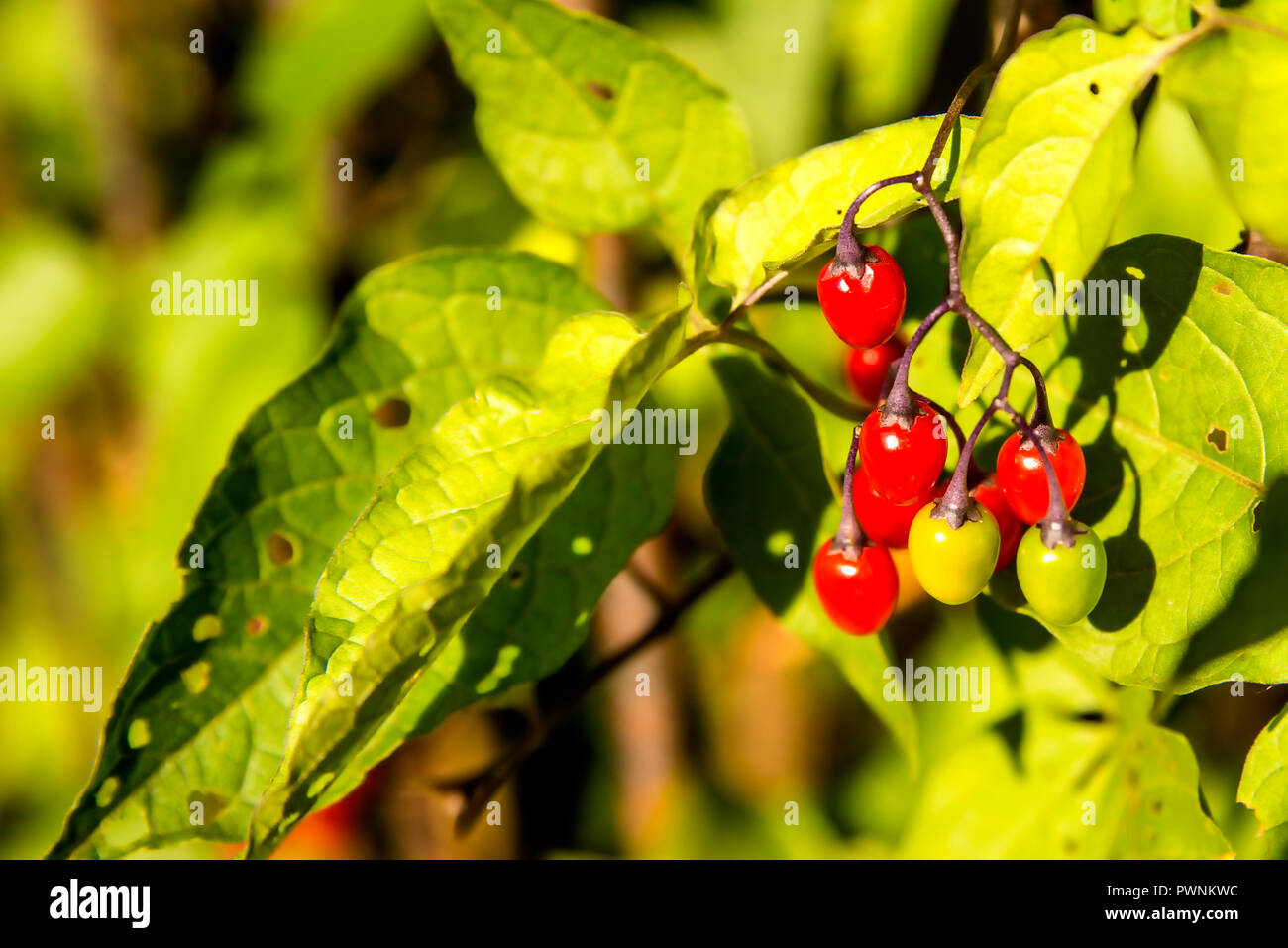 Solanum dulcamara, medicinal plant with ripe berries Stock Photo
