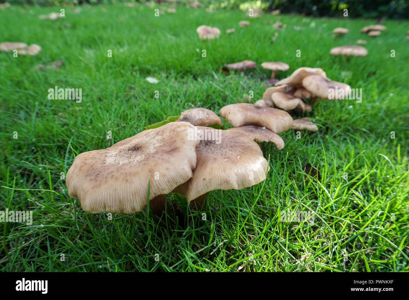 Armillaria mellea - (Honey fungus) Stock Photo