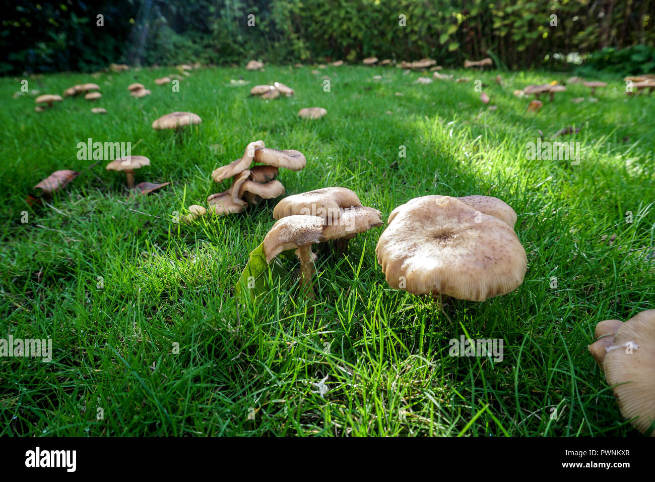 Armillaria mellea - (Honey fungus) Stock Photo