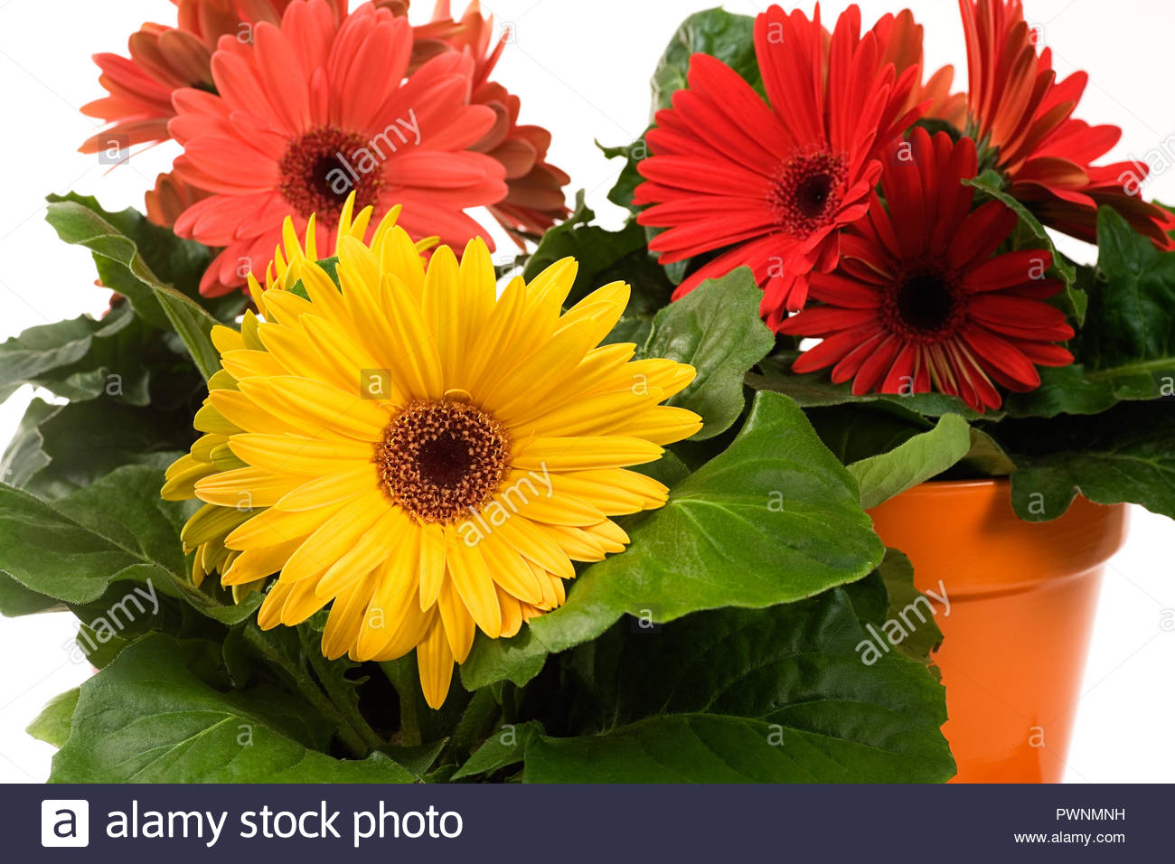 Potted Daisies Stock Photos & Potted Daisies Stock Images Alamy