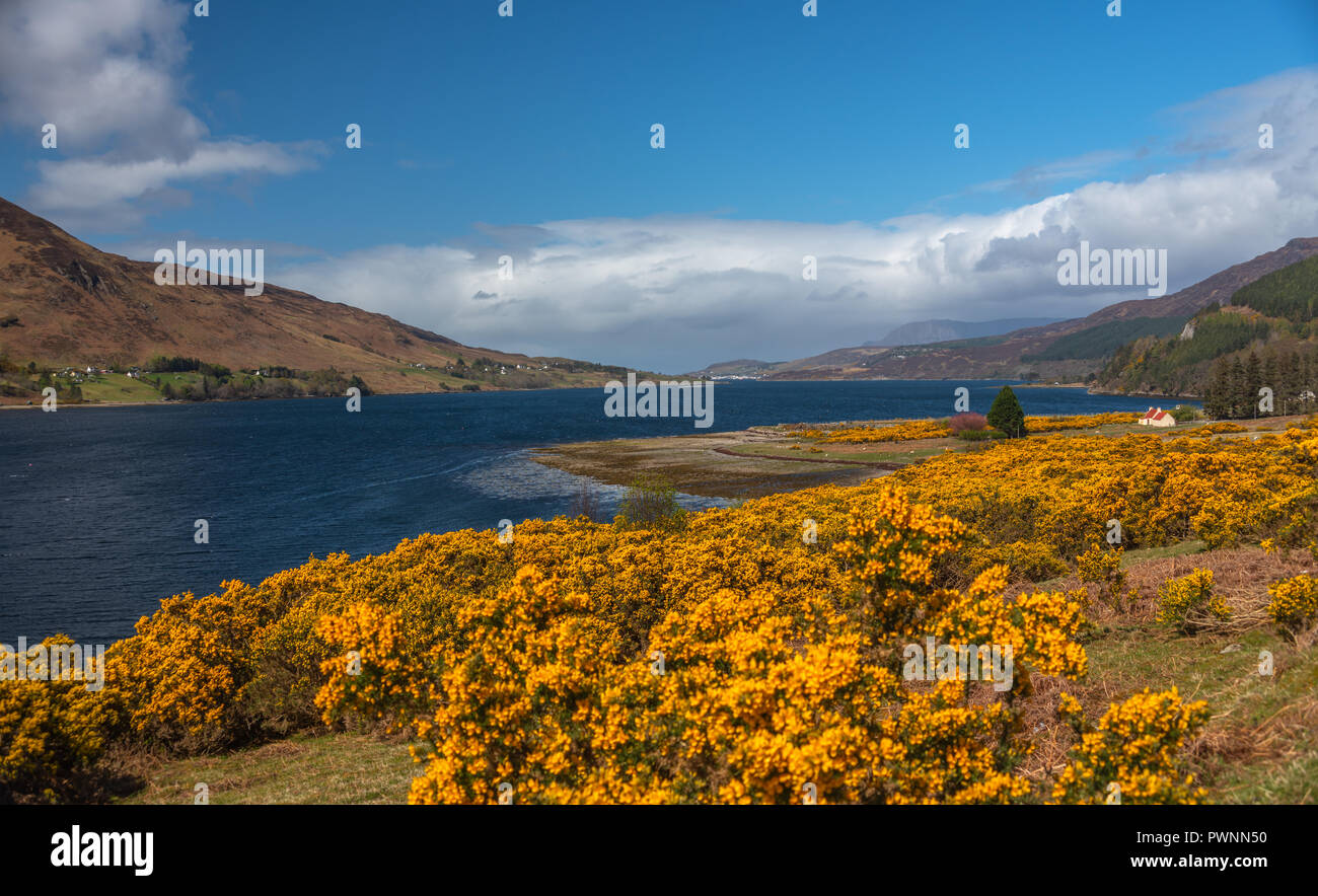 View point at Loch Broom, with fields of yellow Ulex in the foreground