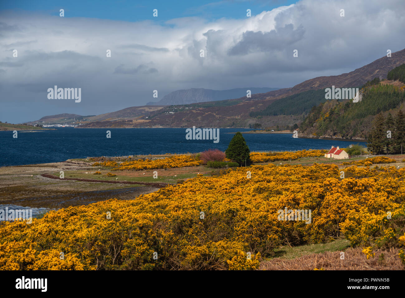 View point at Loch Broom, with fields of yellow Ulex in the foreground,  Ullapool, Scotland, Uk Stock Photo