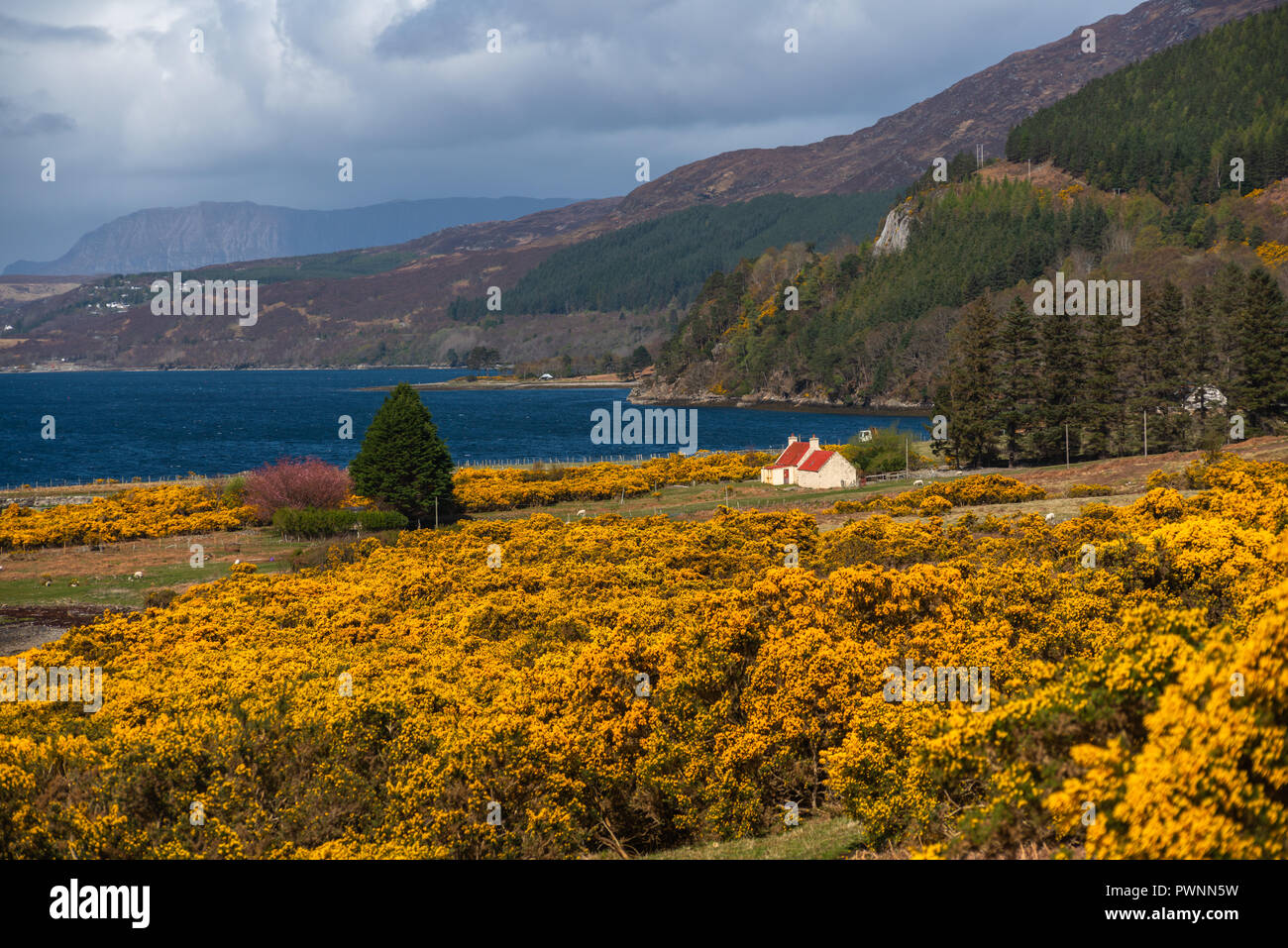 View point at Loch Broom, with fields of yellow Ulex in the foreground