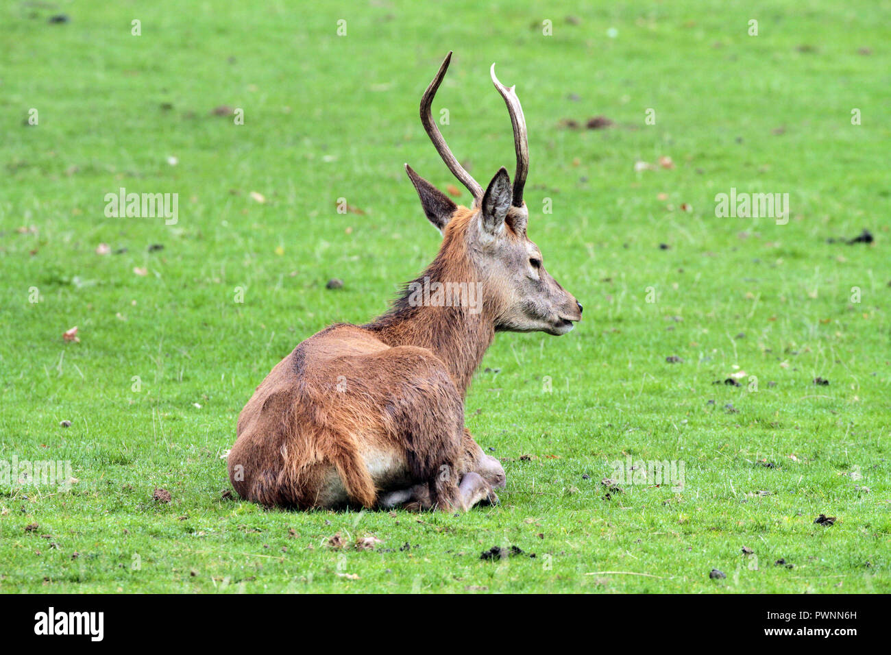Deer lying down hires stock photography and images Alamy
