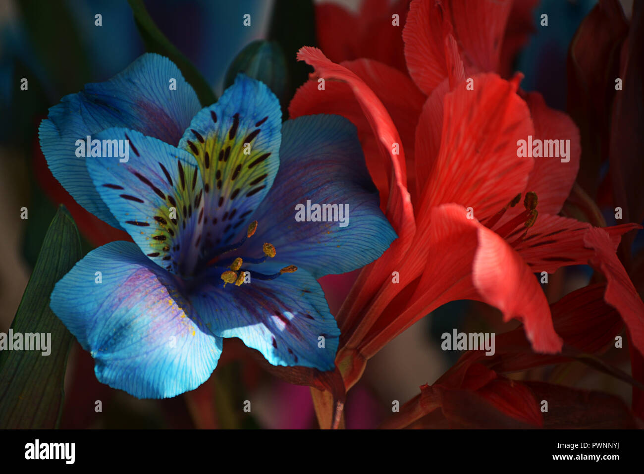 Photograph of colorful flowers in spring, texture and contrasts colors