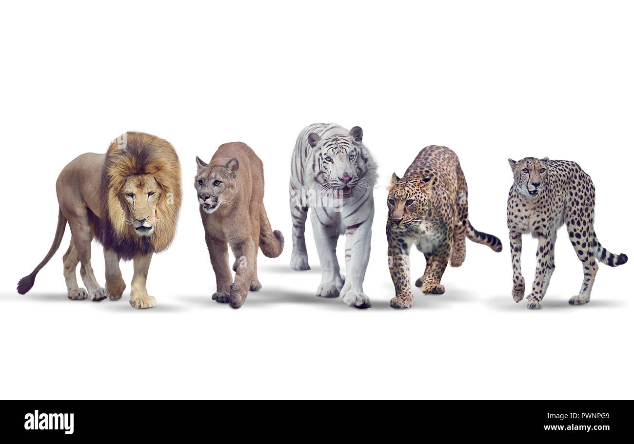 Group of Wild cats on white background Stock Photo Alamy