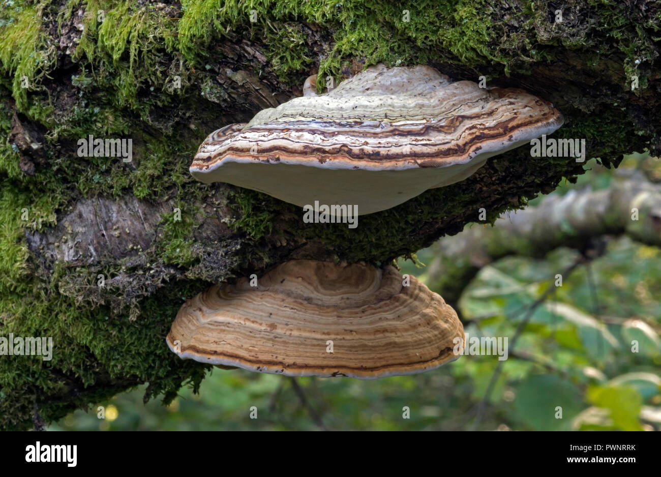 Fomes fomentarius. (Hoof Fungus) also known as 'Tinder Bracket' This is a young specimen. Stock Photo