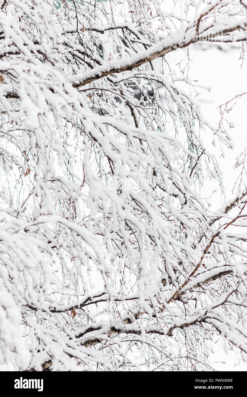 Branches of a birch under a thick layer of snow, close-up Stock Photo ...