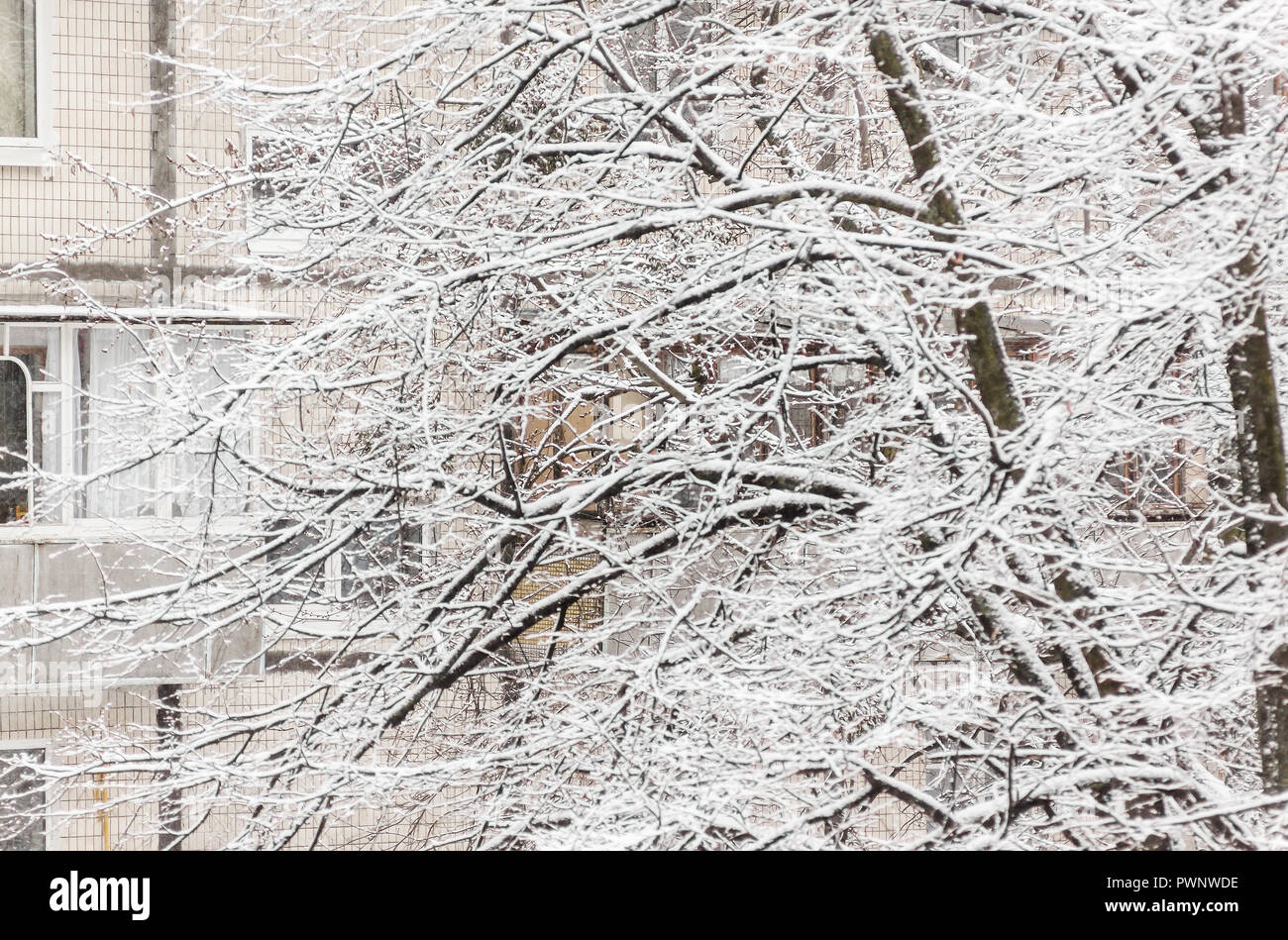 Trees under a thick layer of snow on the background of high-rise ...