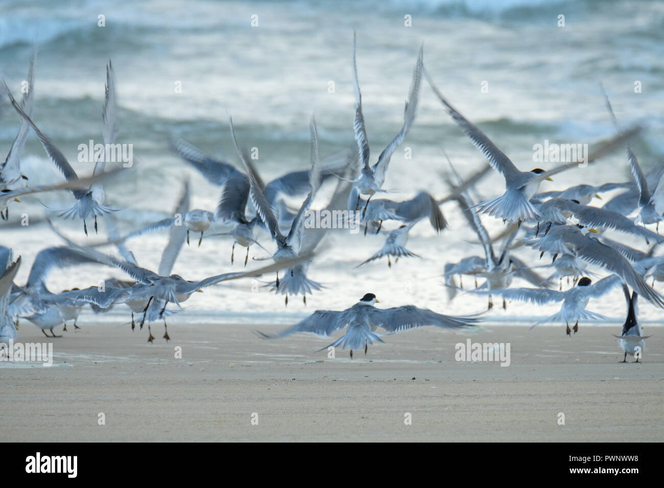 Birds on the beach - Fraser Island Stock Photo