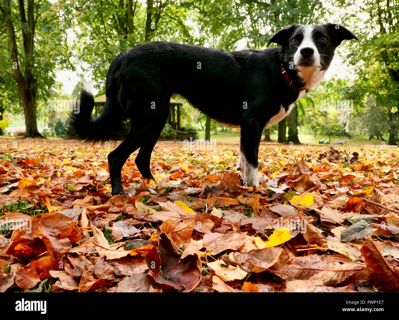 Ashbourne Park, Derbyshire, UK. 17th Oct, 2018. UK Weather: Autumn leaves fall in Ashbourne Park, Derbyshire the gateway to the Peak District National park Credit: Doug Blane/Alamy Live News Stock Photo