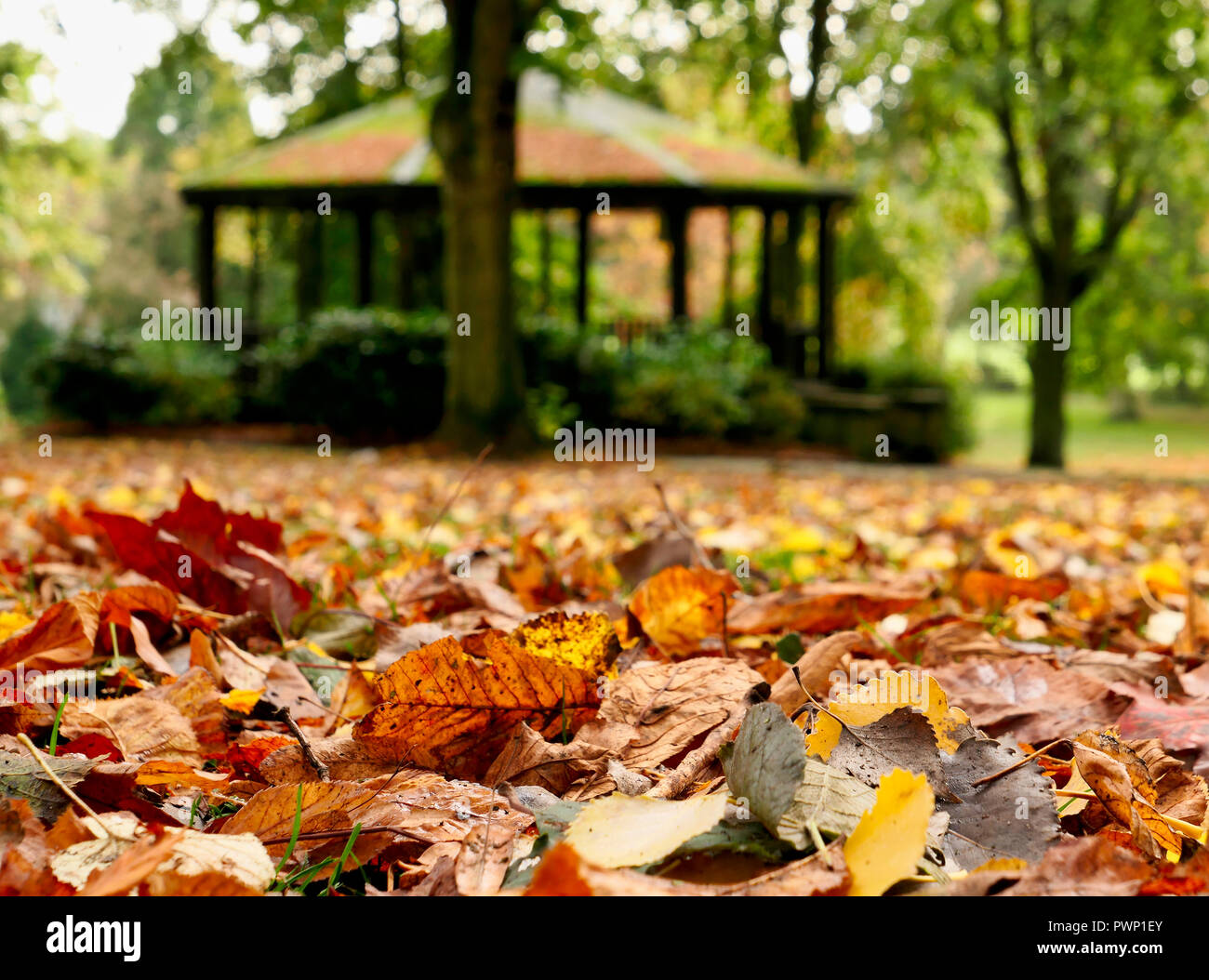 Ashbourne Park, Derbyshire, UK. 17th Oct, 2018. UK Weather: Autumn leaves fall in Ashbourne Park, Derbyshire the gateway to the Peak District National park Credit: Doug Blane/Alamy Live News Stock Photo