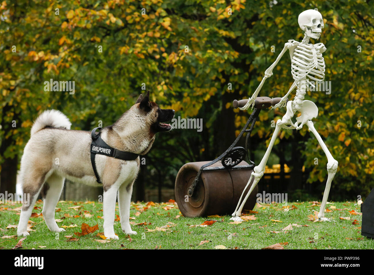 London Uk 17th Oct 18 Hiro An Akita Dog Eyes Up Sculpture Hard Labour By Wilfred Pritchard Part Of The Exhibition By The Sculpture Park Farnham Surrey At The Affordable Art Fair In