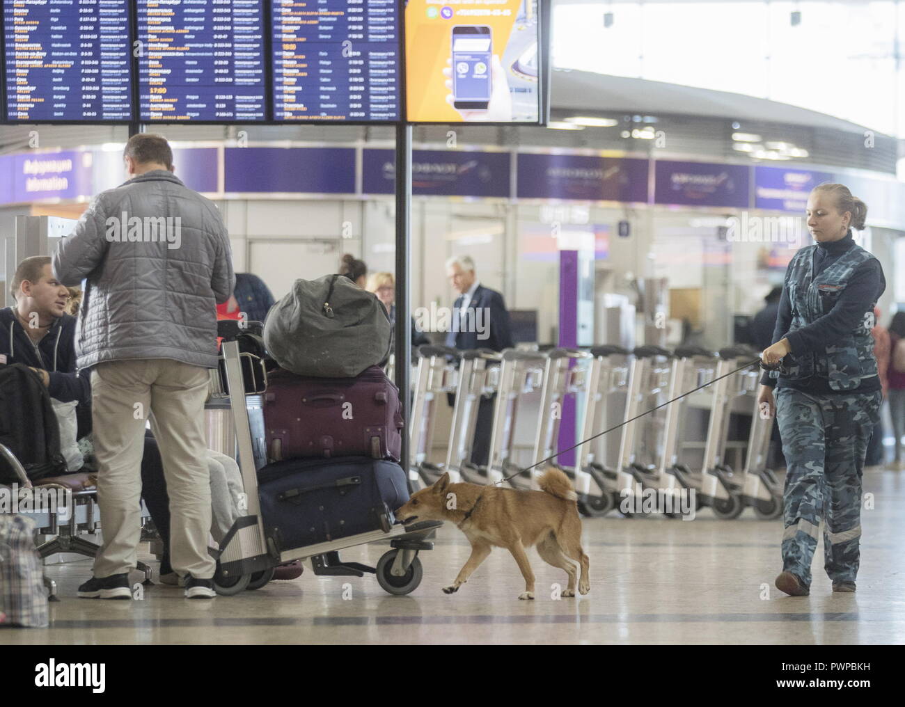 Sulimov Dog High Resolution Stock Photography and Images - Alamy