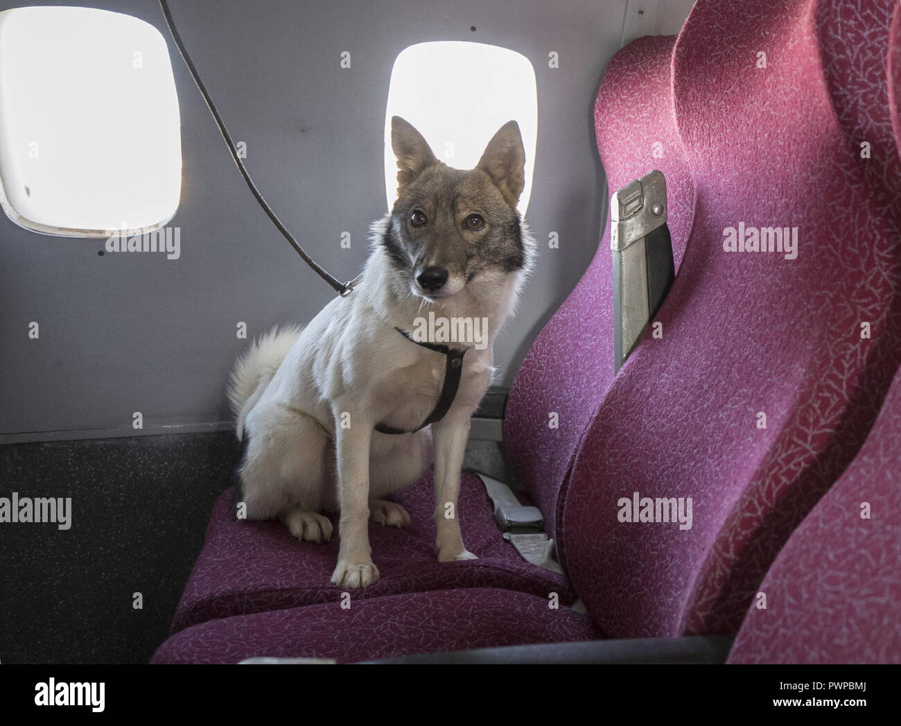 Sulimov Dog High Resolution Stock Photography and Images - Alamy
