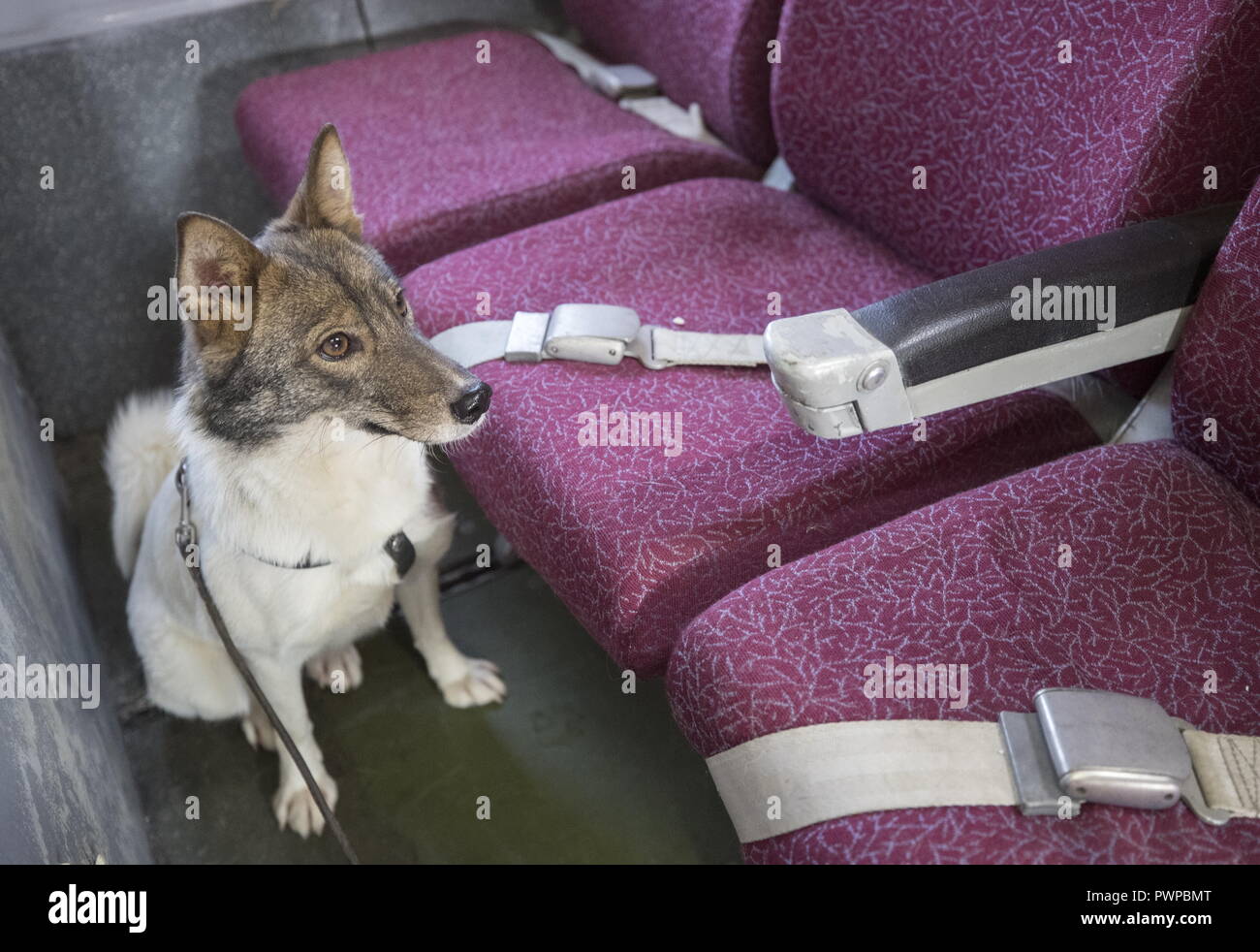 Sulimov Dog High Resolution Stock Photography and Images - Alamy