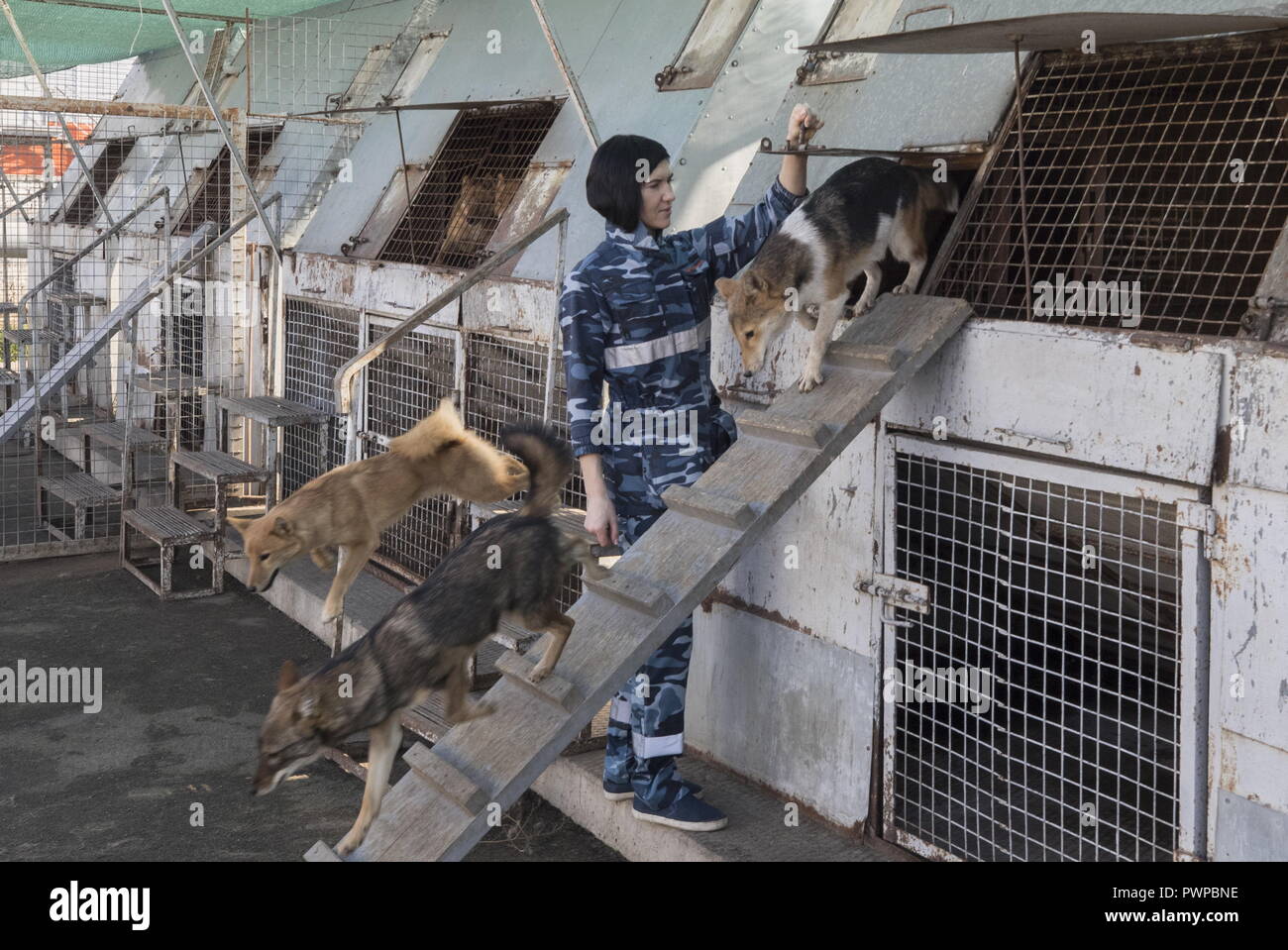 Sulimov Dog High Resolution Stock Photography and Images - Alamy