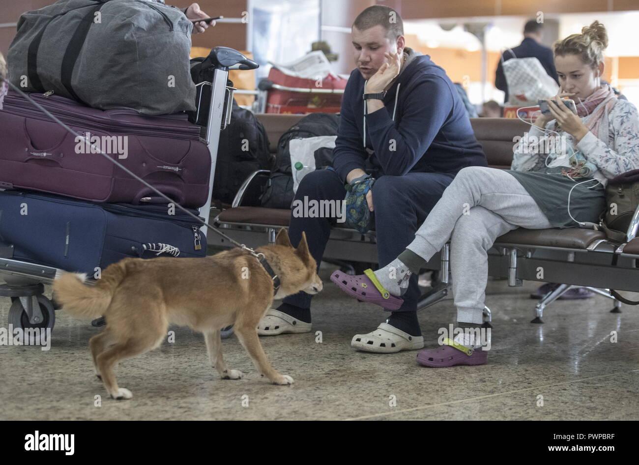 Sulimov Dog High Resolution Stock Photography and Images - Alamy