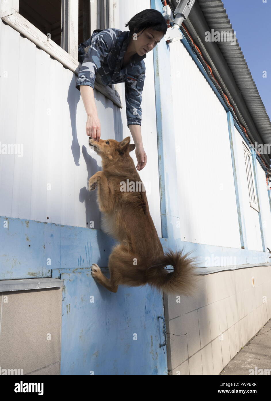 Sulimov Dog High Resolution Stock Photography and Images - Alamy