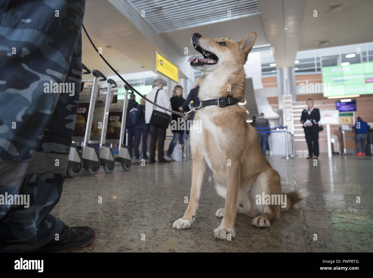 Sulimov Dog High Resolution Stock Photography and Images - Alamy