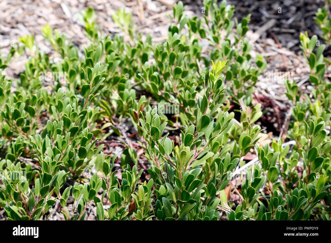 USA. Arizona. Flagstaff area. Typical plant of the region: Bearberry (Arctostaphylos uva-ursi). Stock Photo