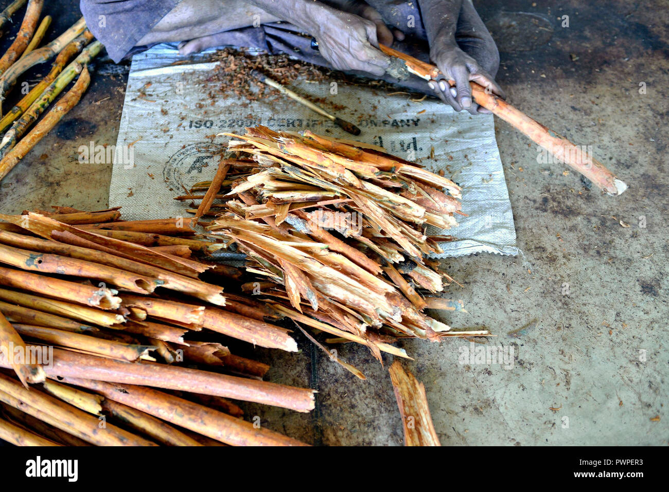 Sri Lanka. Mirissa, planting cinnamon. Cinnamon is the inner bark of
