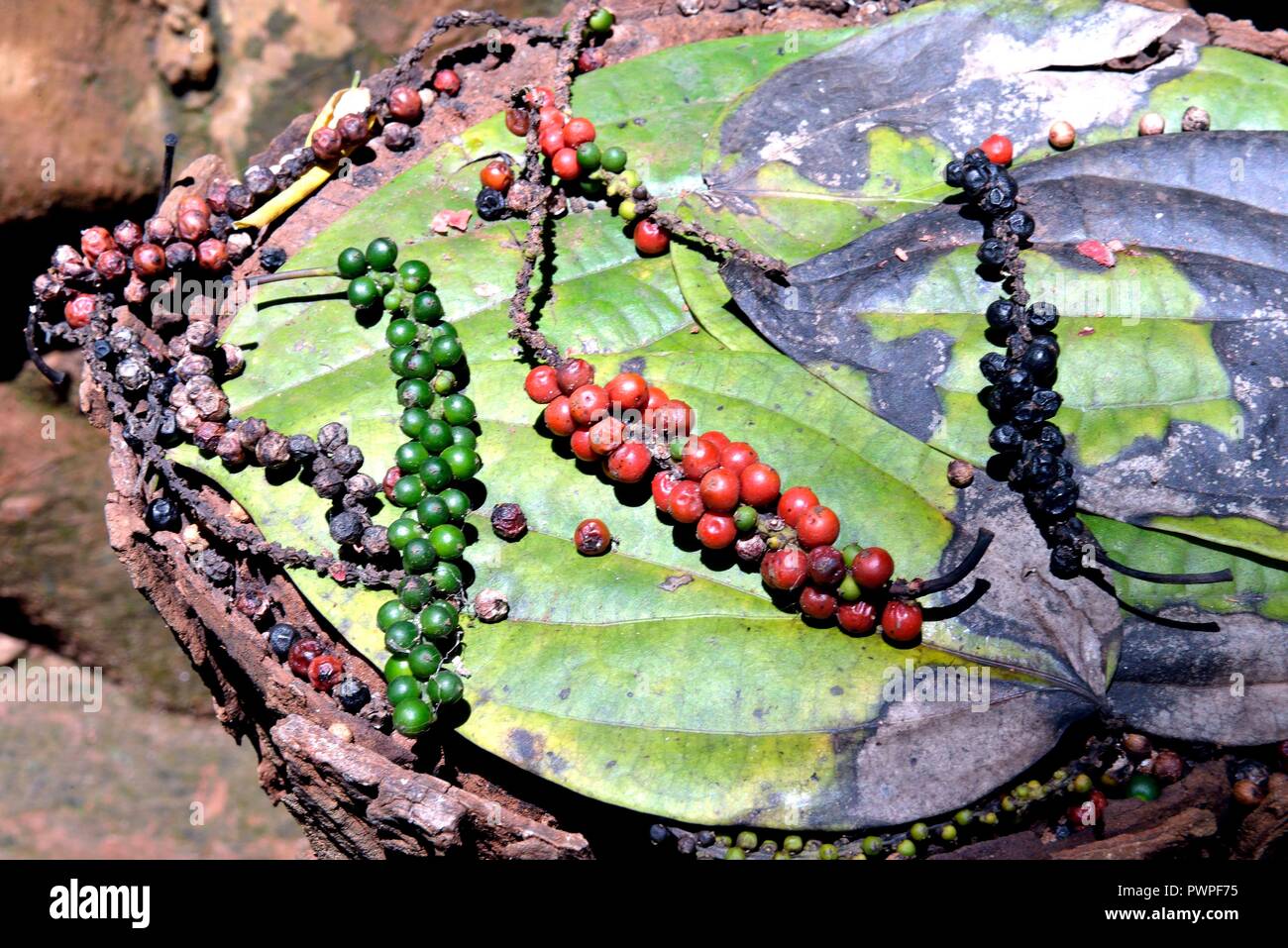 Sri Lanka World Famous Spices Black Pepper Stock Photo Alamy