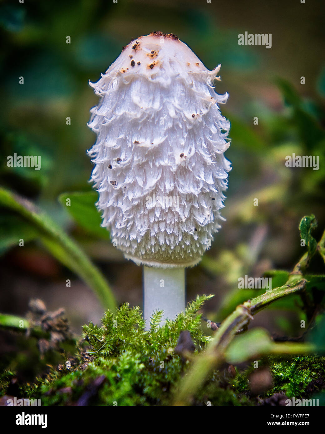 Coprinus is a small genus of mushroom-forming fungi consisting of Coprinus comatus - the shaggy ink cap or shaggy mane Stock Photo