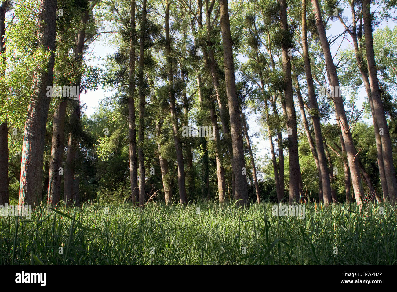 France, department 44, poplar grove on the banks of the Loire, spring. Stock Photo