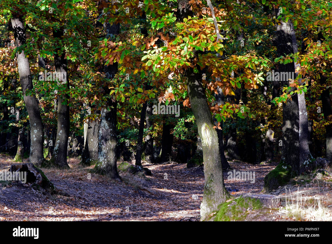 Edge oak forest hi-res stock photography and images - Alamy
