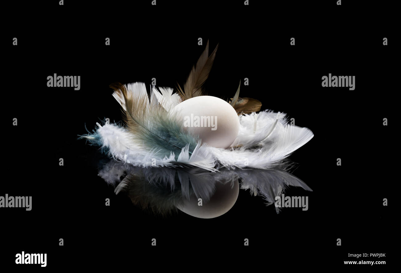 egg and feathers on a black background Stock Photo - Alamy