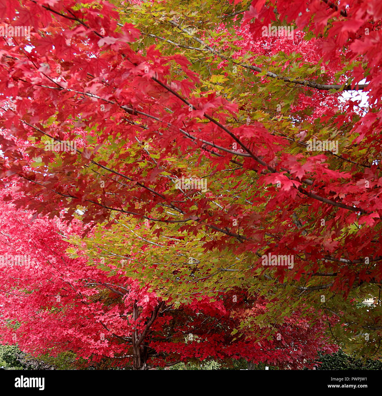 Red and yellow foliage on the branches of the maple trees in the autumn season, close-up fall background Stock Photo