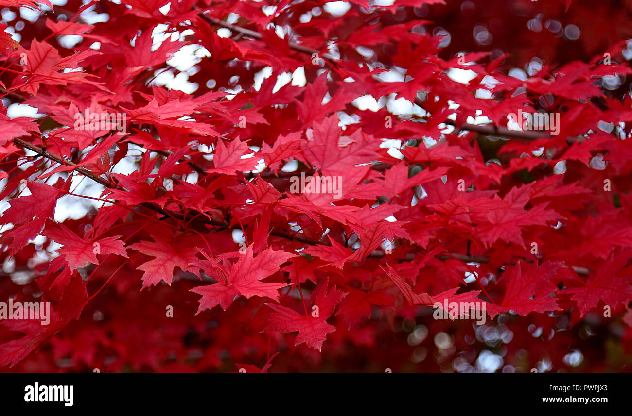 Red foliage on the branches top of the maple tree Stock Photo