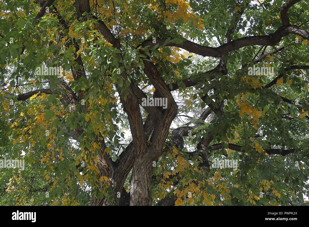 Populus sargentii hires stock photography and images Alamy