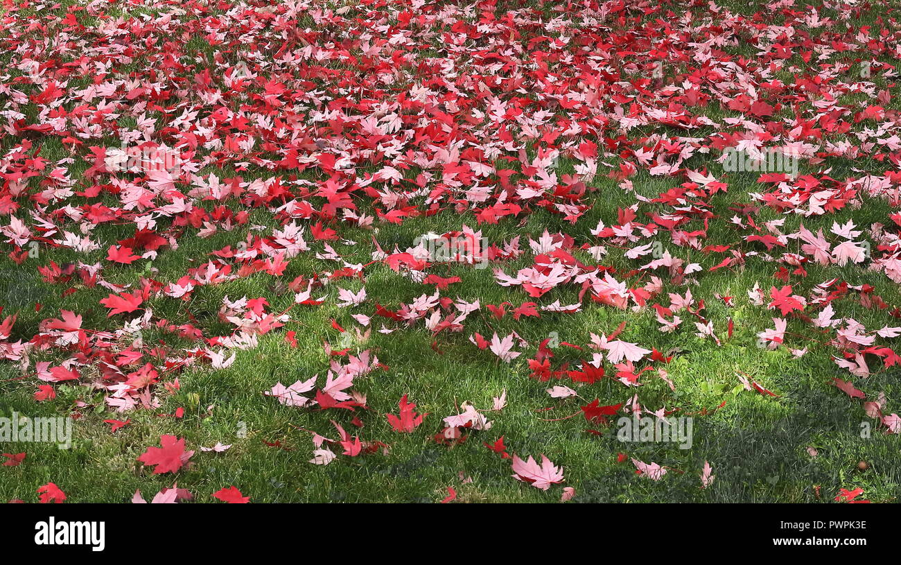Natural background with dried red maple leaves on green grass. Selective focus. Stock Photo