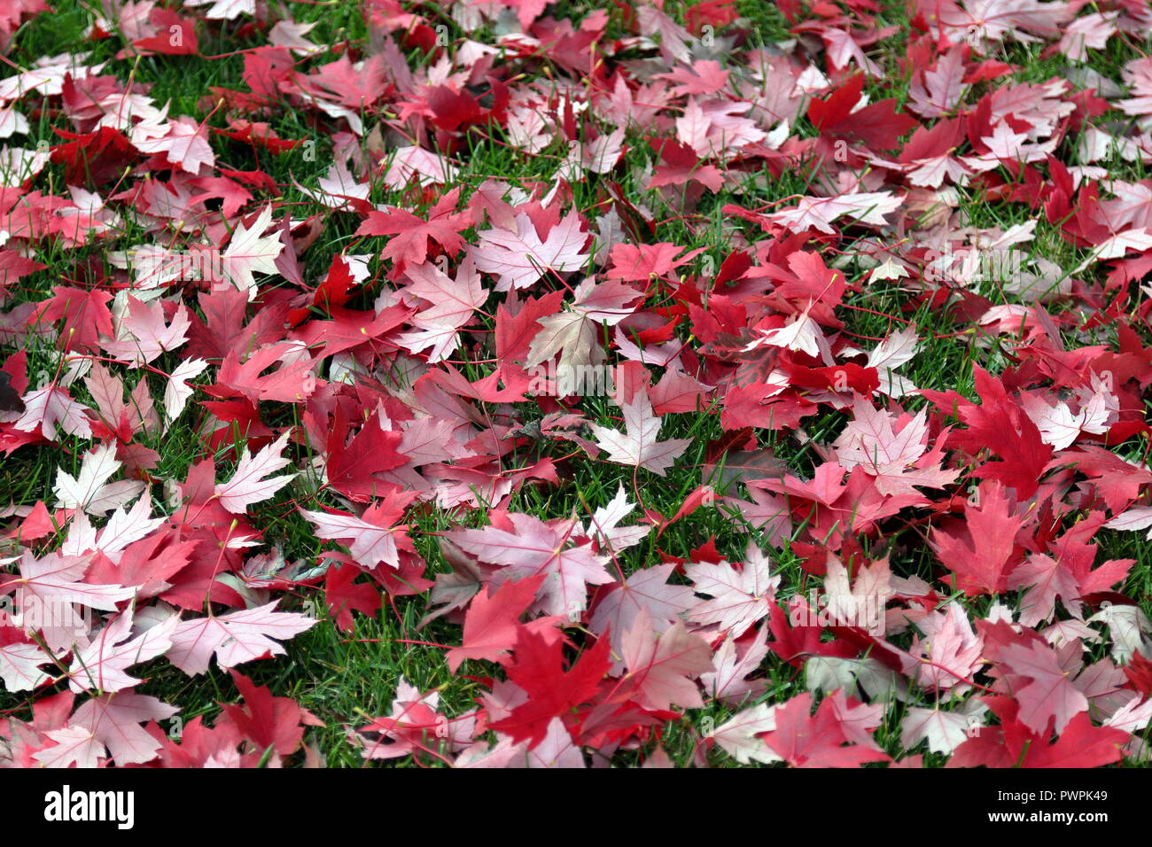 Natural background with dried red maple leaves on green grass. Selective focus. Stock Photo