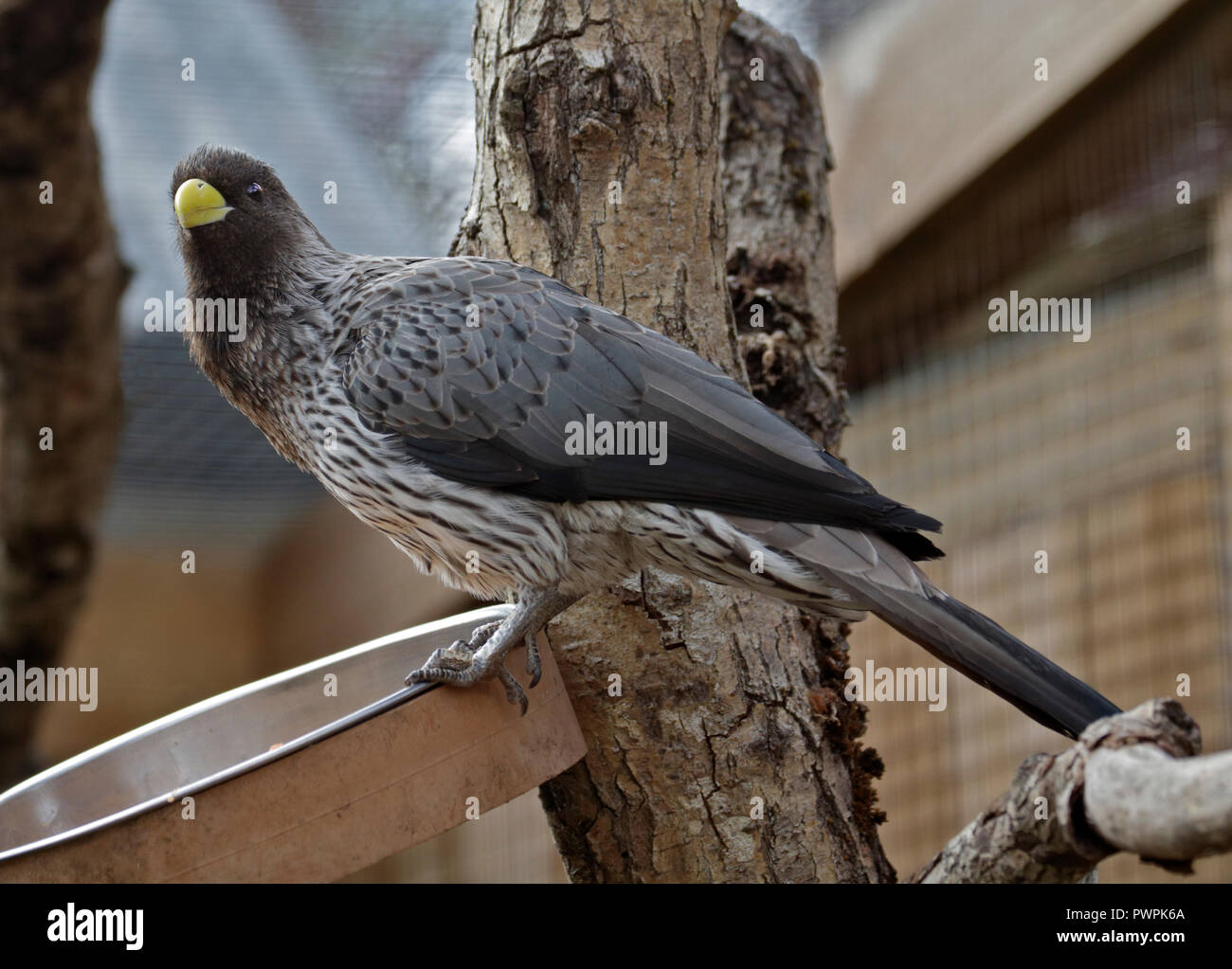 Western Grey Plantain Eater (crinifer piscator Stock Photo Alamy