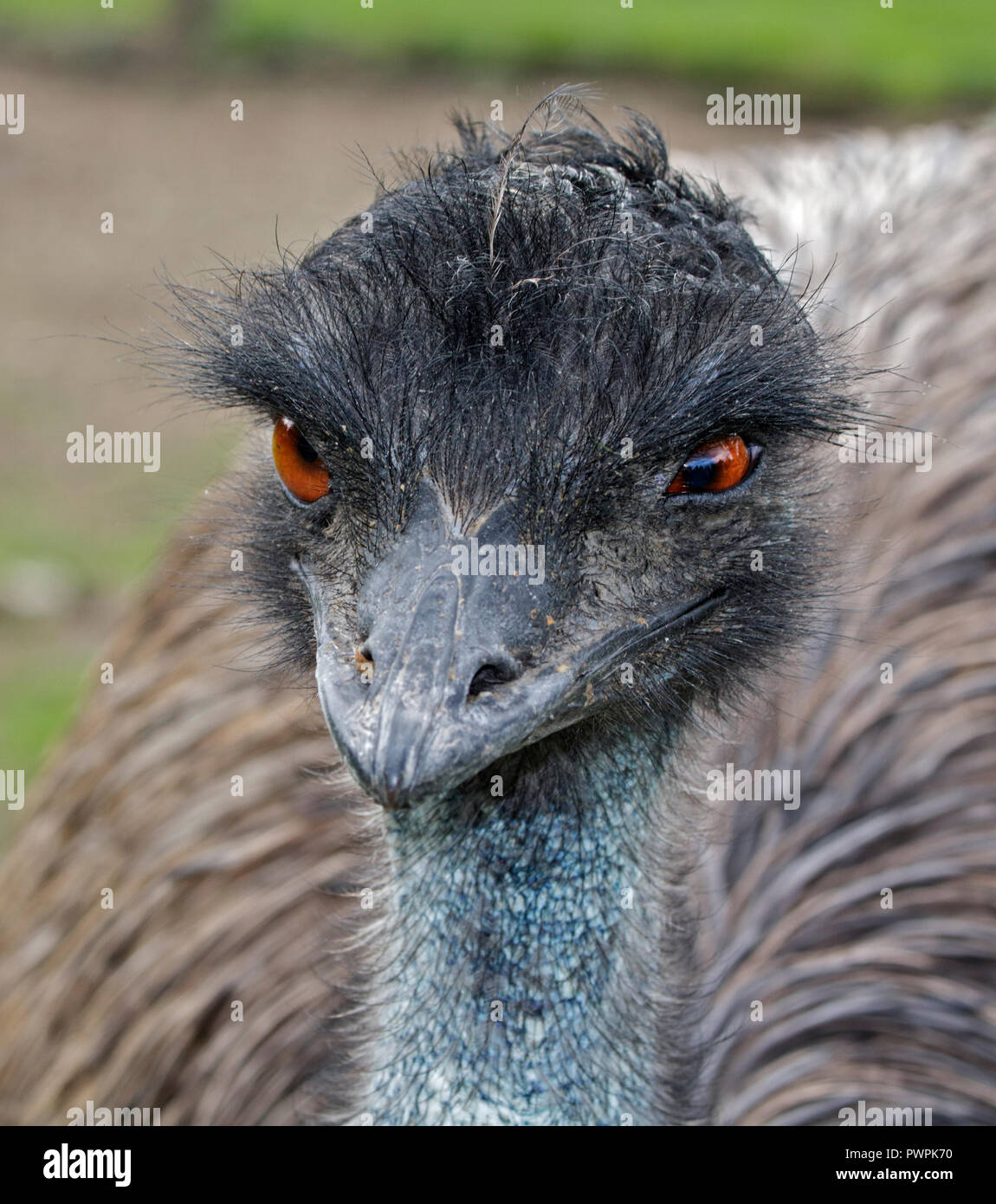 Emu (dromaius novaehollandiae) Stock Photo