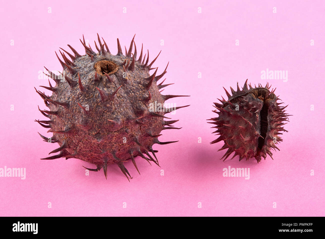 Two chestnuts with thorny peel on pink background. Stock Photo