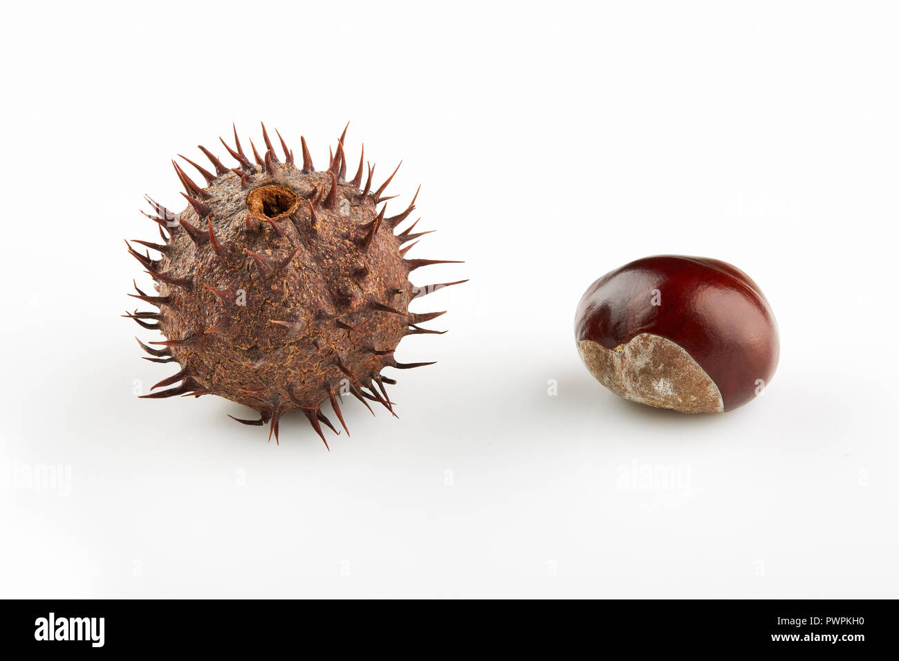 Two chestnuts with thorny peel on white background. Stock Photo