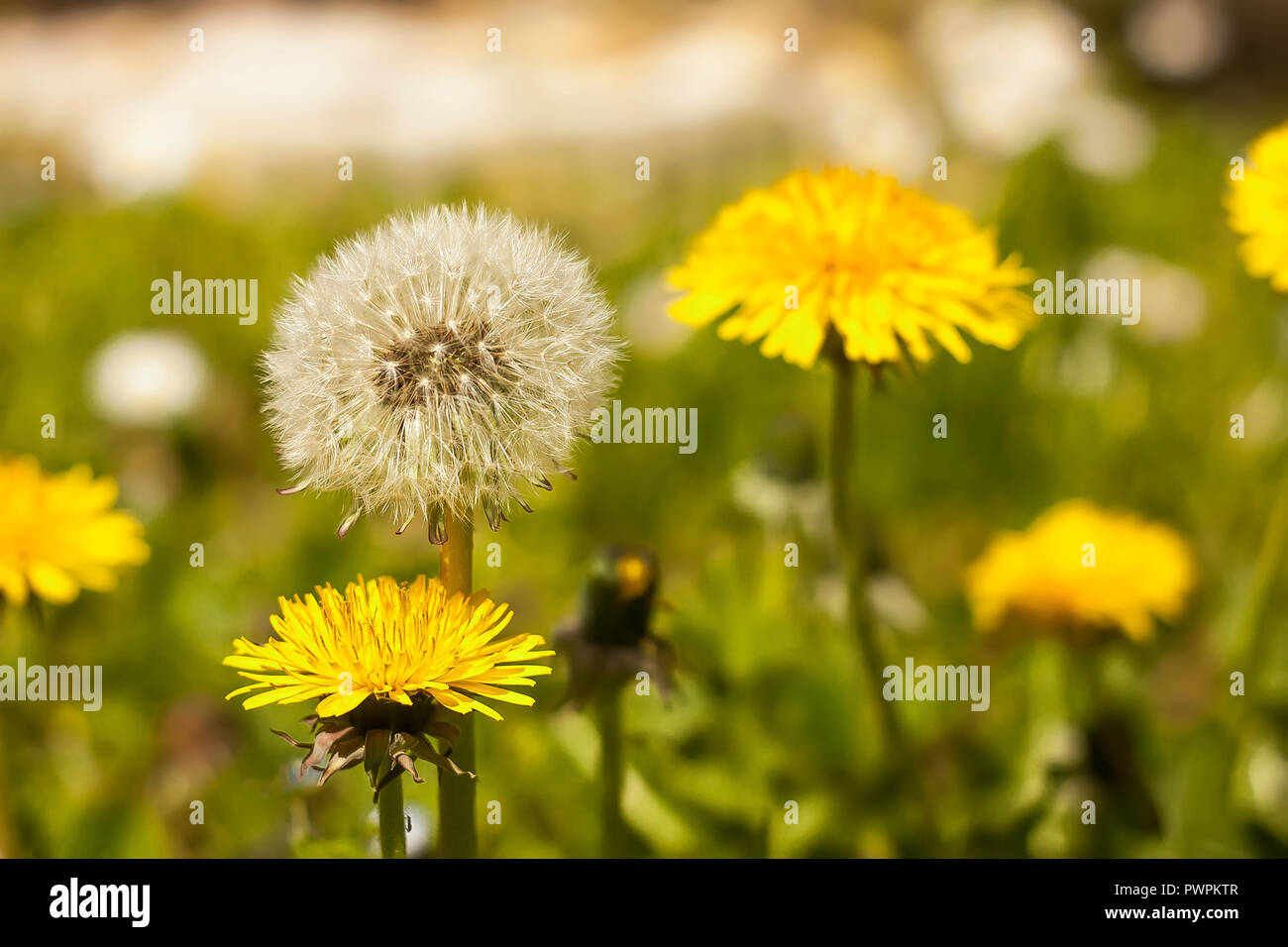 Dandelion (Taraxacum) flowers before and after the phase of infructescence. An example of how nature is extremely varied and magic. Stock Photo